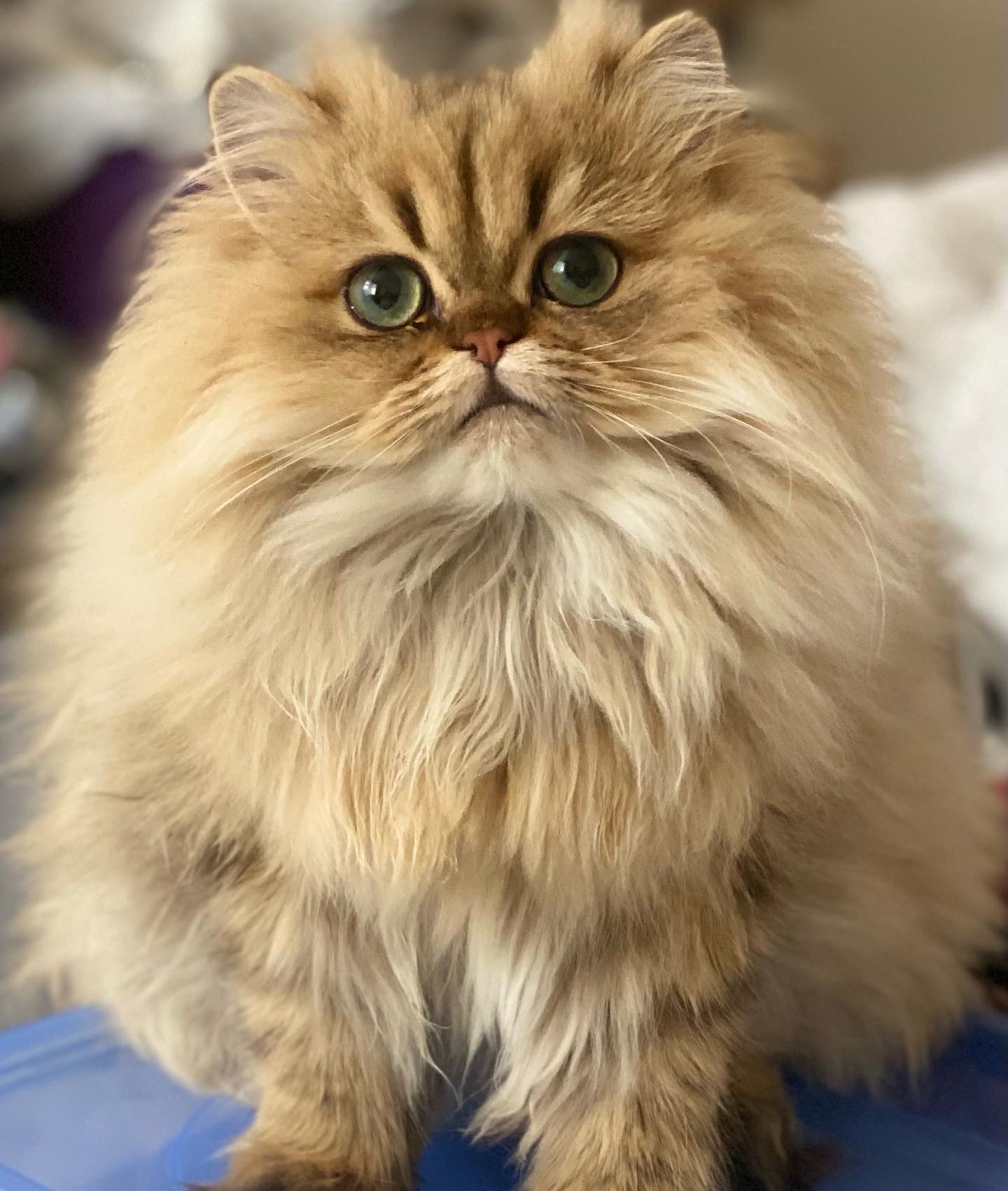 Sandie, an adult Shaded Golden Persian