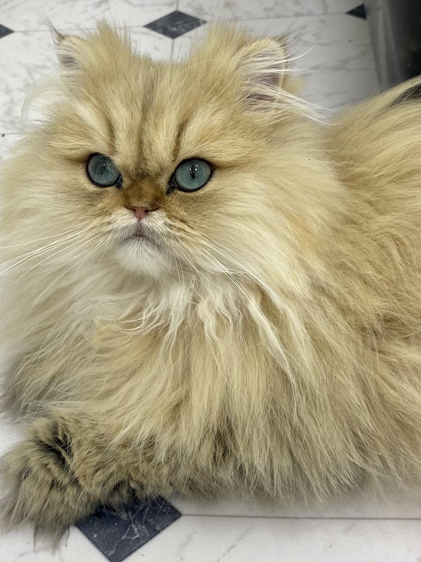 Close portrait of Sunny’s golden coat and green eyes