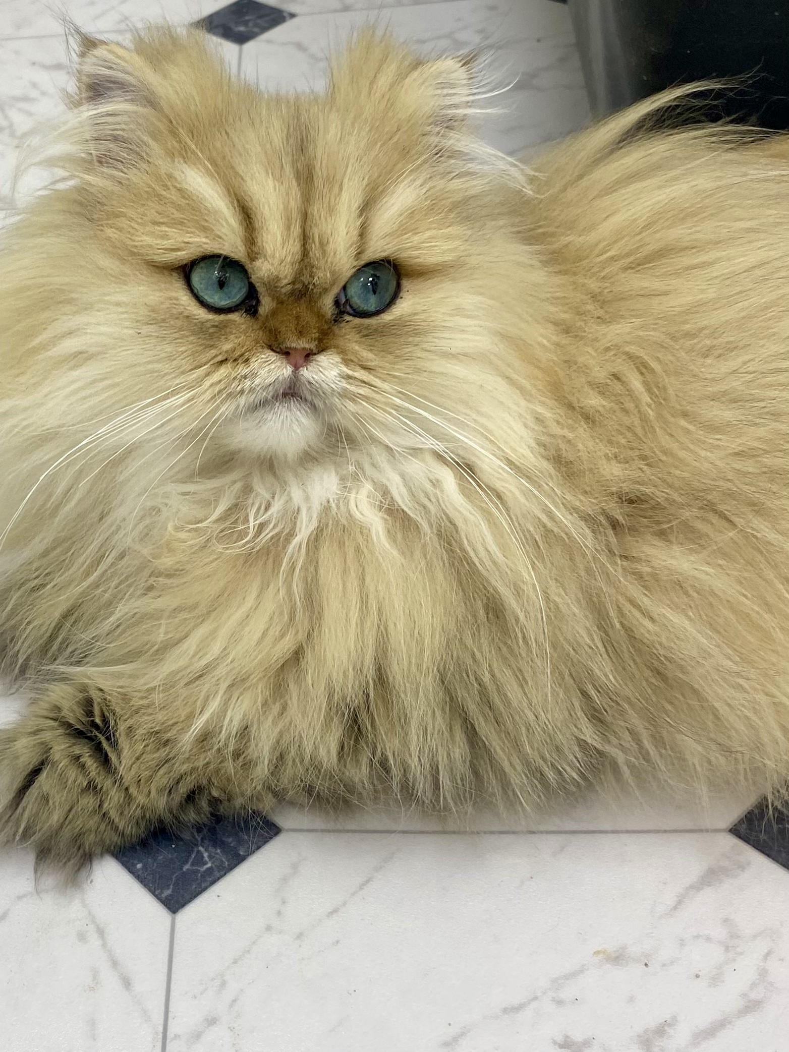 Sunny relaxing at home