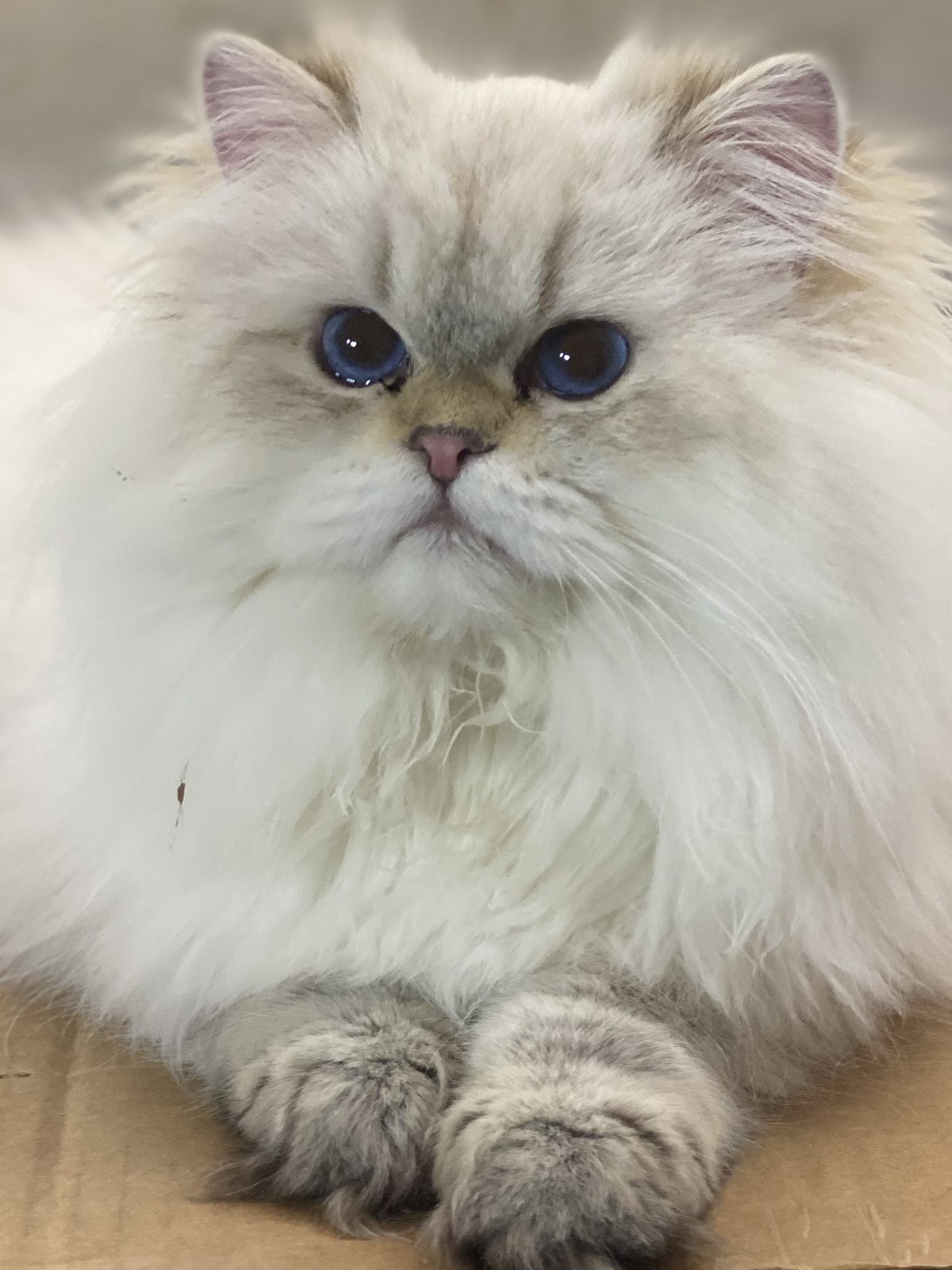 Zeus, an adult Golden Point Persian